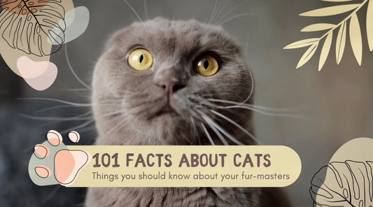 101 Facts About Cats