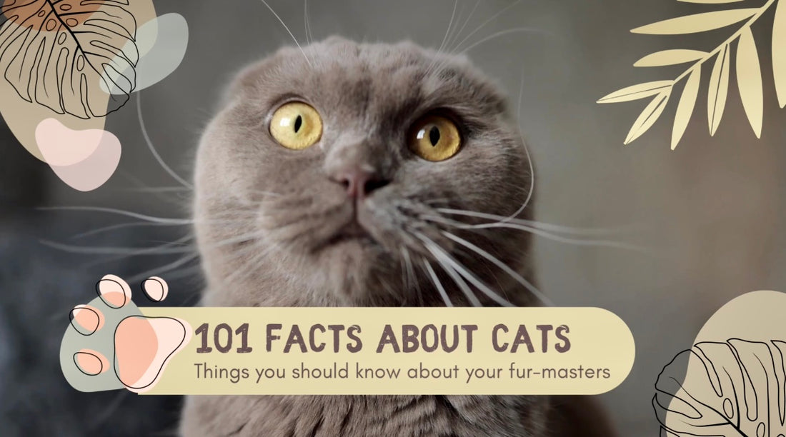 101 Facts About Cats